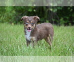 Small #5 Miniature Australian Shepherd