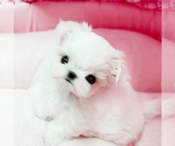 Medium Photo #5 Maltese Puppy For Sale in CLERMONT, FL, USA