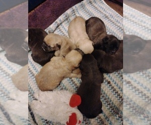 Pug Puppy for sale in NEW WAVERLY, TX, USA