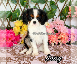 Cavalier King Charles Spaniel Puppy for sale in MIAMI, FL, USA