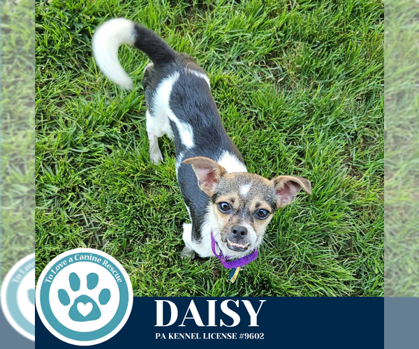 Medium Photo #8 Chihuahua-Unknown Mix Puppy For Sale in Kimberton, PA, USA