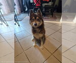 Small #4 Pomsky