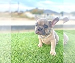Small #9 French Bulldog