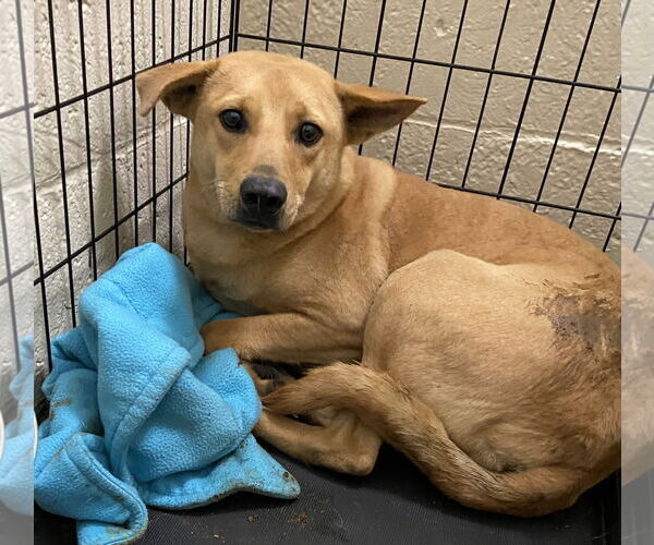 Medium Photo #6 Carolina Dog-Unknown Mix Puppy For Sale in Cary, NC, USA