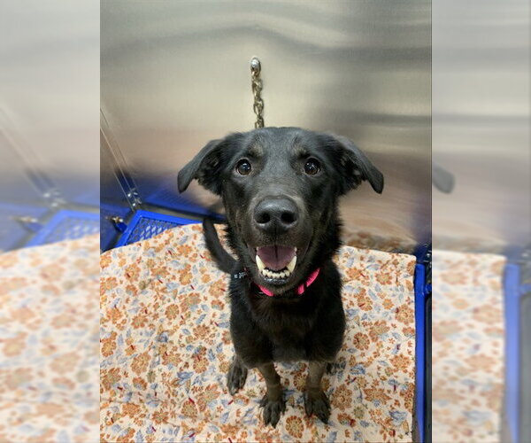 Medium Photo #1 Labrador Retriever-Unknown Mix Puppy For Sale in Fairbanks, AK, USA