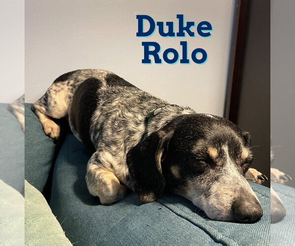 Medium Photo #9 Dachshund Puppy For Sale in San Antonio, TX, USA