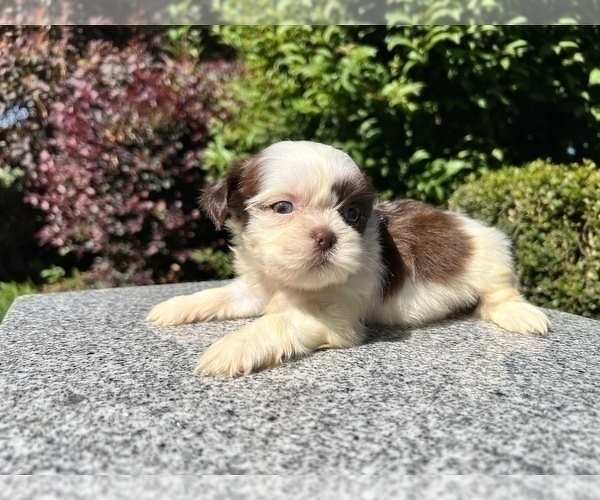 Medium Photo #12 Shih Tzu Puppy For Sale in HAYWARD, CA, USA