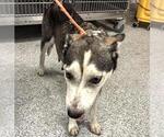 Small #1 Siberian Husky