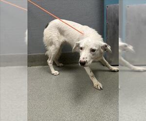 Border Collie-Unknown Mix Dogs for adoption in Las Vegas, NV, USA