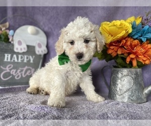 Miniature Bernedoodle Puppy for sale in LANCASTER, PA, USA