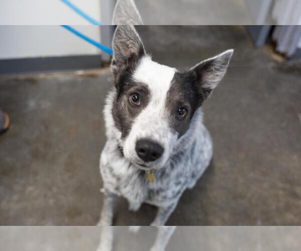 Medium Photo #1 Mutt Puppy For Sale in Mountain Home, AR, USA