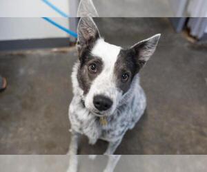 Mutt Dogs for adoption in Mountain Home, AR, USA