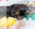 Small Shih Tzu
