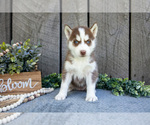 Puppy Nebula Siberian Husky