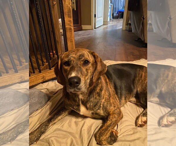 Medium Photo #1 Labrador Retriever-Plott Hound Mix Puppy For Sale in Blacksburg, SC, USA