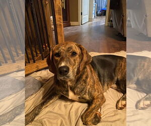Labrador Retriever-Plott Hound Mix Dogs for adoption in Blacksburg, SC, USA