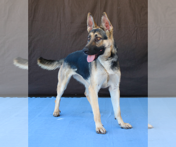 Medium Photo #3 German Shepherd Dog Puppy For Sale in Pasadena, CA, USA