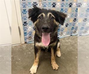 German Shepherd Dog-Unknown Mix Dogs for adoption in Rosenberg, TX, USA