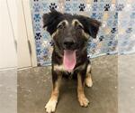 Small German Shepherd Dog Mix