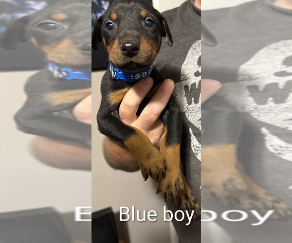 Medium Photo #3 Doberman Pinscher Puppy For Sale in ADA, OK, USA