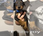 Small #2 Doberman Pinscher