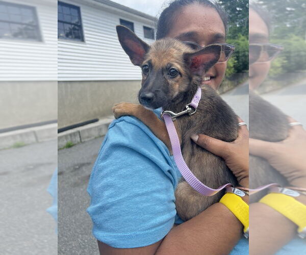 Medium Photo #2 Spaniel-Welsh Corgi Mix Puppy For Sale in Brewster, NY, USA