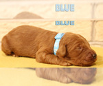 Small #1 Goldendoodle