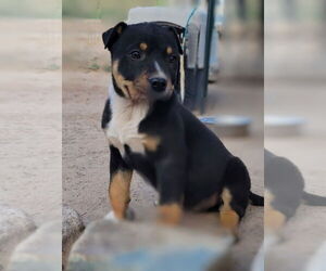 Rottweiler-Unknown Mix Dogs for adoption in Pena Blanca, NM, USA