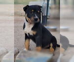 Small Rottweiler Mix