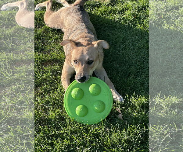 Medium Photo #4 Mutt Puppy For Sale in Sandy, UT, USA