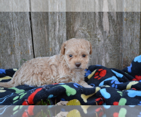 Medium Photo #2 Poodle (Miniature) Puppy For Sale in GREENWOOD, WI, USA