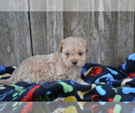 Small #1 Poodle (Miniature)