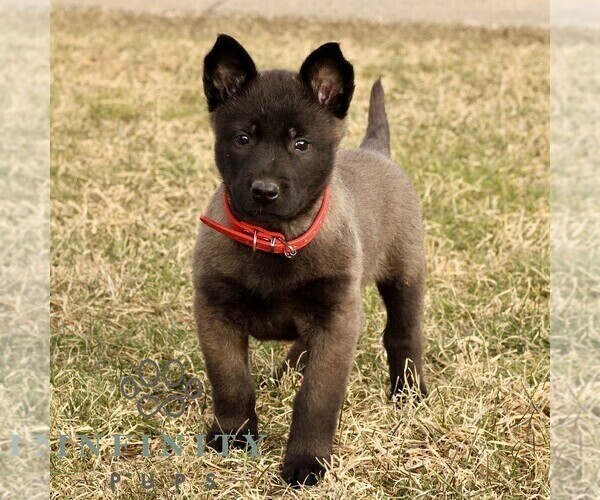 Medium Photo #2 Belgian Malinois Puppy For Sale in STRASBURG, PA, USA