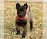 Small #1 Belgian Malinois