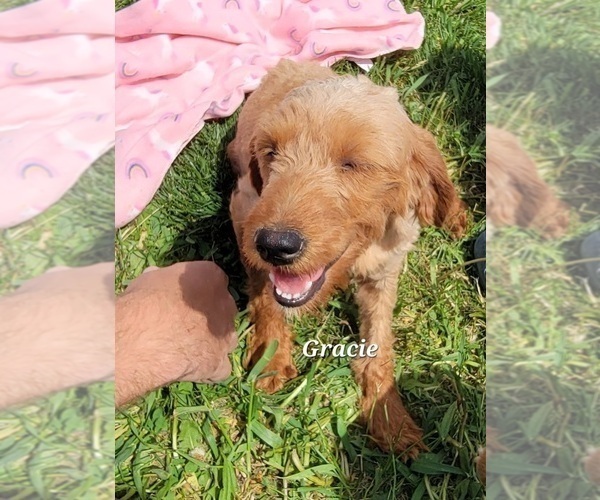 Medium Photo #1 Goldendoodle (Miniature) Puppy For Sale in GOBLES, MI, USA