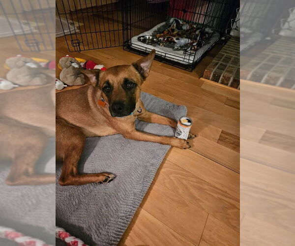 Medium Photo #6 German Shepherd Dog-Unknown Mix Puppy For Sale in Minneapolis, MN, USA