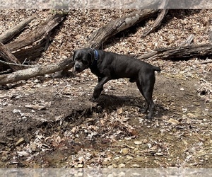Father of the Cane Corso puppies born on 03/26/2022