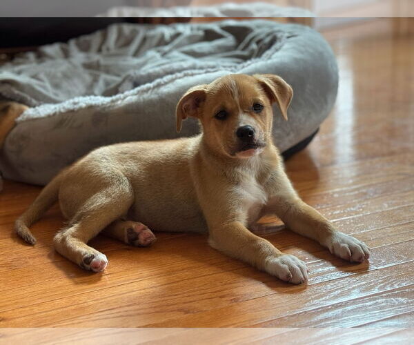 Medium Photo #5 Labrador Retriever-Unknown Mix Puppy For Sale in Tarrytown, GA, USA