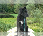 Small #1 German Shepherd Dog