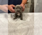 Small Photo #4 American Bully Puppy For Sale in JONESBORO, LA, USA