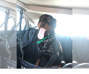 Luke 2021 - Male Rottweiler Dog for Adoption - Photo #12