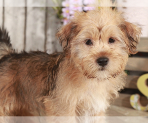 Shorkie Tzu Puppy for sale in MOUNT VERNON, OH, USA