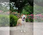 Small #22 American Pit Bull Terrier Mix