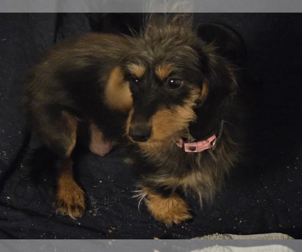 Medium Photo #1 Dachshund Puppy For Sale in SPIRO, OK, USA