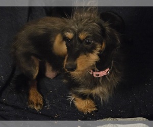 Mother of the Dachshund puppies born on 03/02/2026