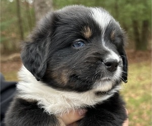 Medium Miniature Australian Shepherd