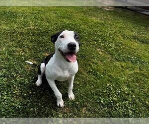 Mutt Dogs for adoption in Grovetown, GA, USA