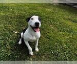 Small Mutt