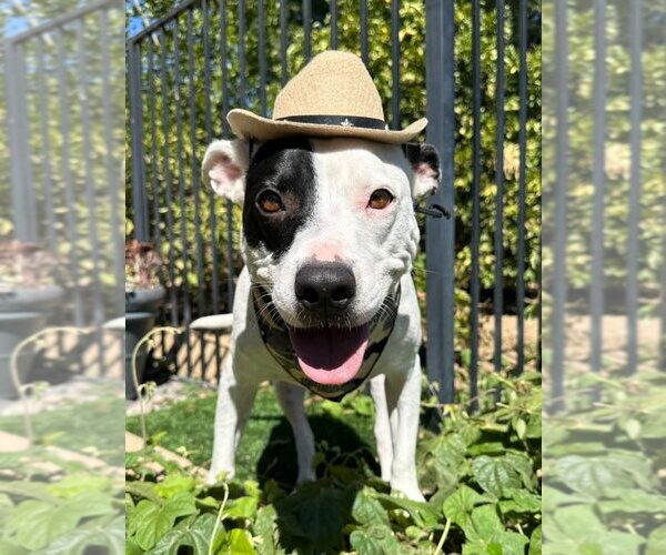 Medium Photo #1 American Pit Bull Terrier-Unknown Mix Puppy For Sale in Redlands, CA, USA