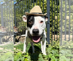 American Pit Bull Terrier-Unknown Mix Dogs for adoption in Redlands, CA, USA